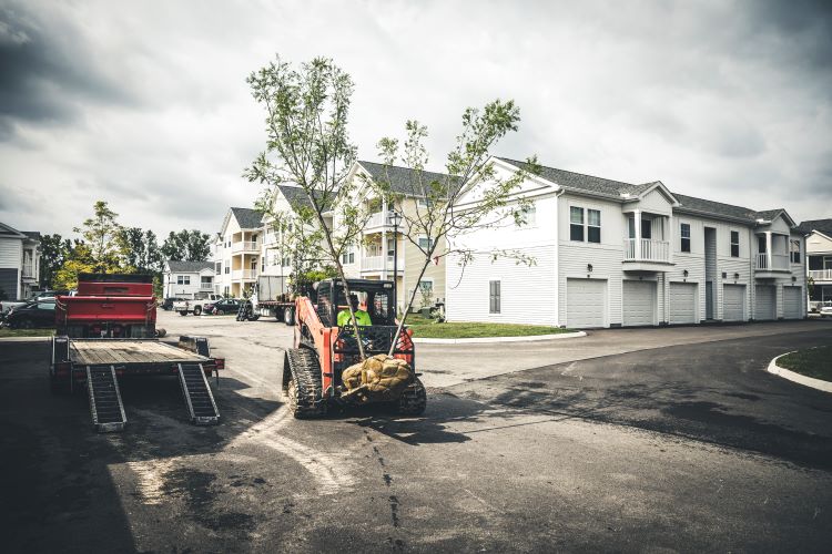 Tree-Health-and-Maintenance